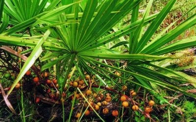Saw Palmetto: Nature’s hair loss supplement