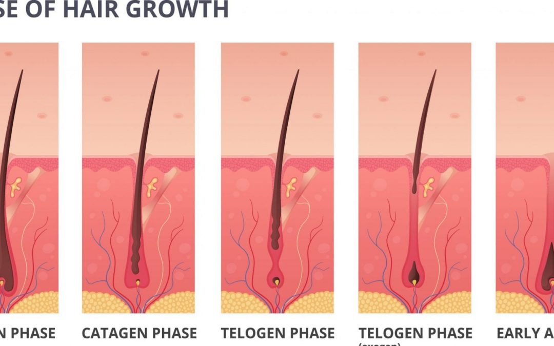 The Hair Growth Cycle Comprehensively Explained